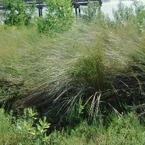 thumbnail for publication: Spartina bakeri Marsh Grass, Sand Cordgrass